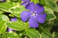 Periwinkle Ã¢â¬â Vinca minor Royalty Free Stock Photo